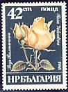 Flora - Bulgarian Rose.