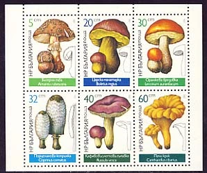 Мushrooms - Edible - Sheet.